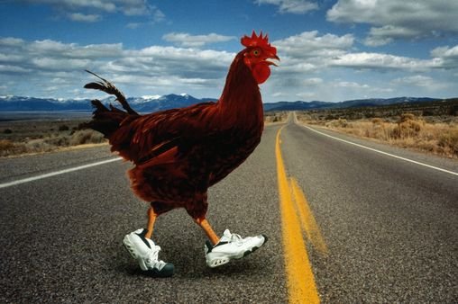 Chicken road in Spain